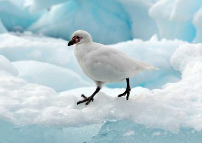 animales-en-la-antartida-paloma-antartica