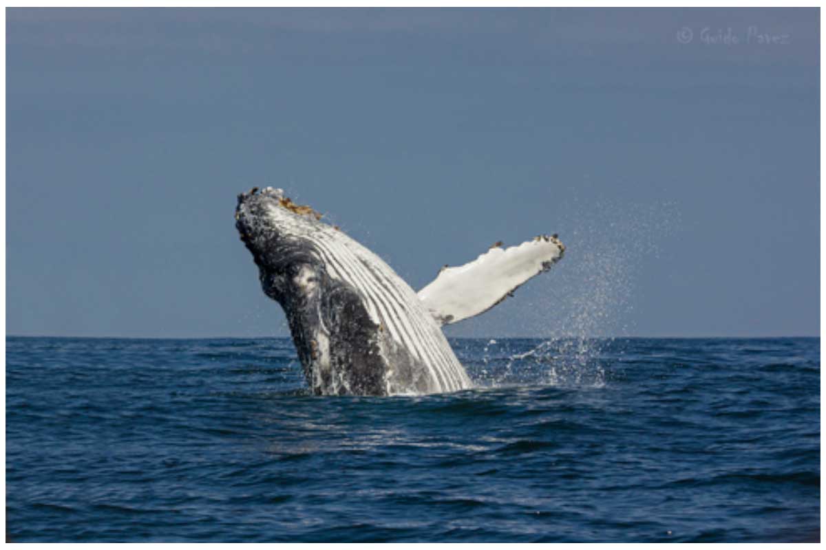 Fotografía tomada por Guido Pavez, muestra a Ballena Jorobada saltando fuera del agua