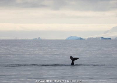 el-lugar-preferido-de-las-ballenas1