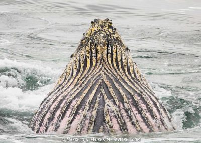el-lugar-preferido-de-las-ballenas2
