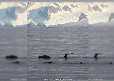 el-lugar-preferido-de-las-ballenas4