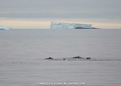 el-lugar-preferido-de-las-ballenas5