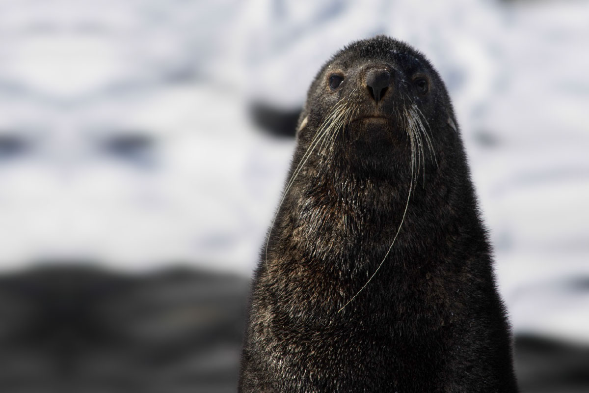 ¿Sabías que el lobo de mar estuvo en peligro?