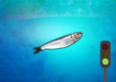 sardinacomun